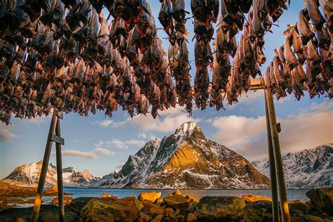 Stockfish In Lofoten By Adrian Popan