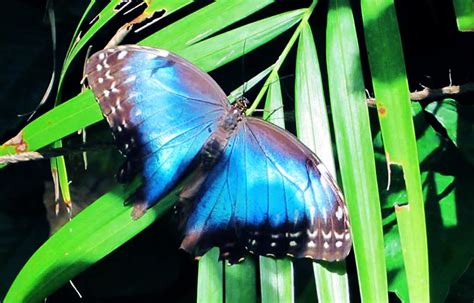 Dónde Vive La Mariposa Morfo Azul Sooluciona