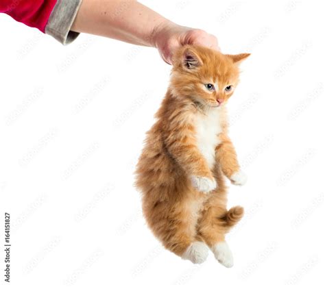 The Hand Held The Kitten By The Scruff Of The Neck Isolated Stock