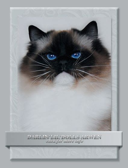I love children and adults too and can interact with other animals. DARLIN'LIL'DOLLS. RAGDOLL KITTEN BREEDER. OTTAWA, ONTARIO ...