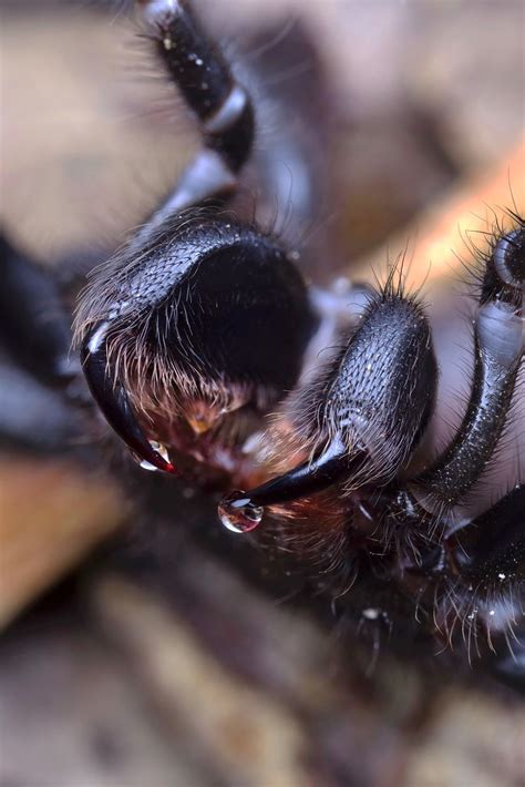 Southern Tree Funnel Web Spider Hadronyche Cerberea Flickr