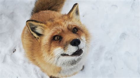 whad ya know it s finnegan fox in the snow youtube