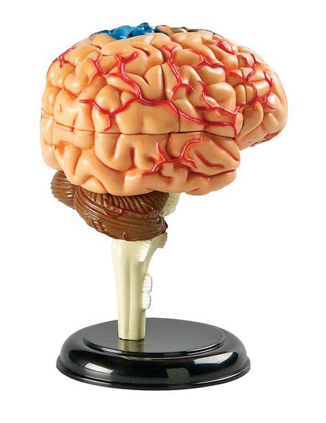 Ideas De Maqueta Del Cerebro Maqueta Del Cerebro Cerebro Maquetas Cerebro