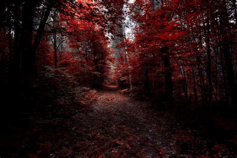 Aesthetic Forest Red Wallpapers Wallpaper Cave