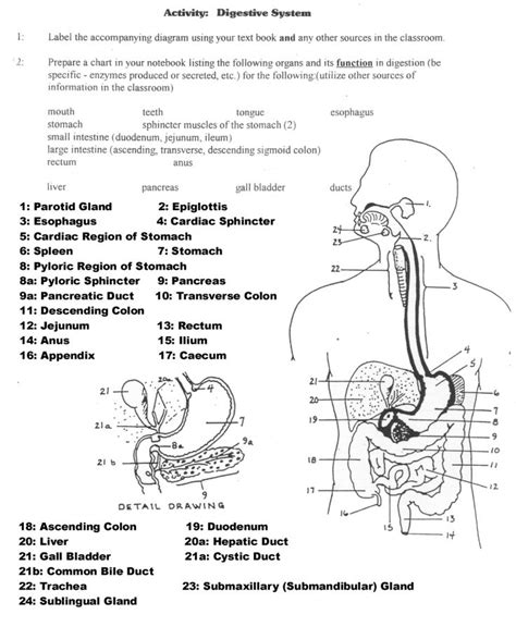 Anatomy And Physiology Worksheets With Answers Printable Calendars At