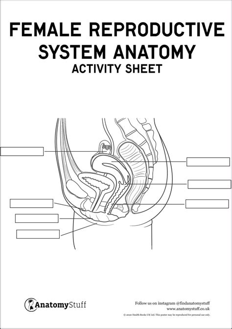Female Reproductive System Anatomy Activity Sheet Pdf Riset