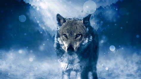 Gray Wolf With Blue Eyes Wallpapers Wolf Wallpaperspro Images And