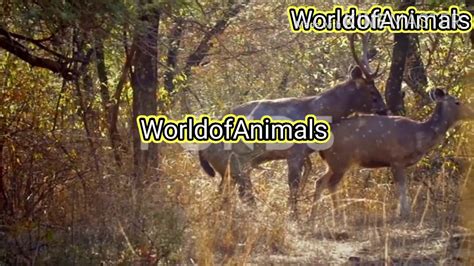 Sambar Deer Mating In The Forest Youtube