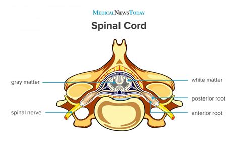 Spinal cord: Anatomy, functions, and injuries
