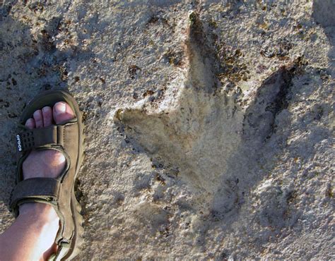They left thousands of tracks behind them on what are now sandstone rock platforms on a remote coastline known as walmadan (james price point area) to its traditional owners, north of the city of. Palaeontologists to take closer look at dinosaur ...