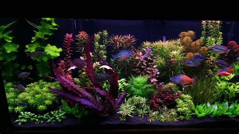 120 Gallon Rainbow Fish Planted Aquarium November 2020 Youtube