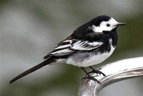 Barry The Birder Pied Wagtail Gets A Reprieve