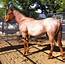 Roan River Ranch Quarter Horses 2011 Red Cow Horse Colt