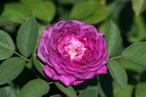 Rosa Reine Des Violettes In 9cm Pot Fraser Valley Rose Farm