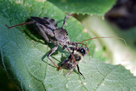 Assassin Bug Eating Bee Pics4learning
