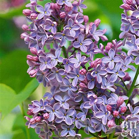 Royal Purple Lilac Flowering Shrub Highly Fragrant Large Colorful B