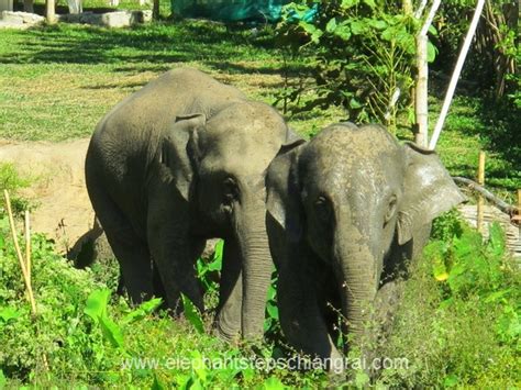 Photos Elephant Steps