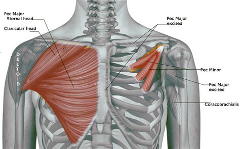 Muscle Anatomy Pectoralis Major