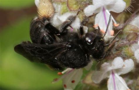Black Ground Nesting Bee Melissodes Bimaculatus Bugguidenet