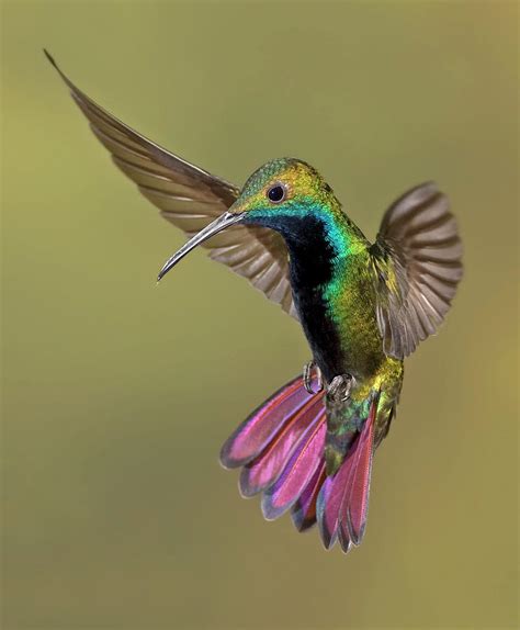 Colorful Humming Bird By Image By David G Hemmings