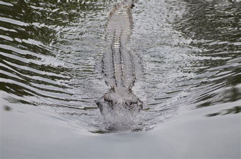 American Alligator Swimming Stock Photo Image Of River Predator