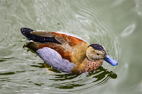 Ring Teal Duck Photograph By Bill Hosford Fine Art America