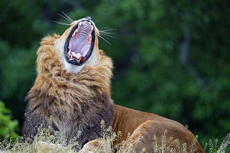 Lion Yawn Predator Big Cat Wildlife Hd Wallpaper Peakpx