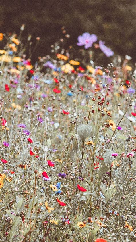 Celebrating Summer With 21 Wildflower Iphone Wallpapers Preppy