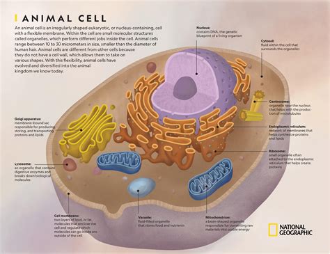 Such is the description of the riddle cell where you must answer a question to earn the reward. Animal Cell | National Geographic Society