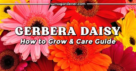 Gerbera Daisy How To Grow Care Guide Sumo Gardener