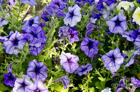 Happy Flowers Photograph by Wilma Birdwell