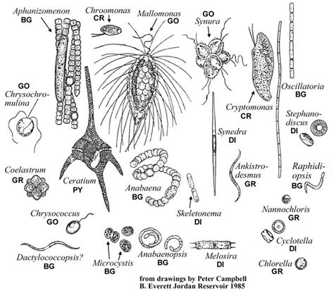 Phytoplankton Science Tattoo Scientific Illustration Biology Lessons