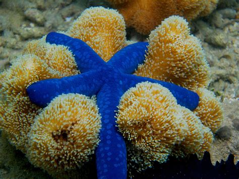 Really Very Nice Underwater Animals Sea Creatures Ocean Creatures