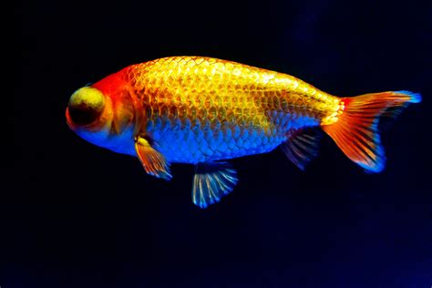 Celestial Eye Goldfish Of Sumida Aquarium In Tokyo Sky T Flickr