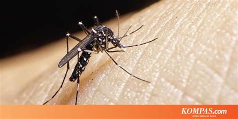 Begini Siklus Hidup Nyamuk Aedes Aegypti Penyebar Dbd