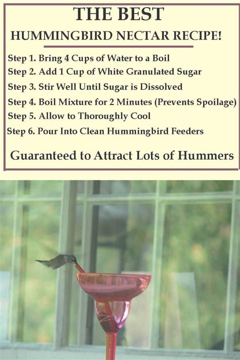 Hummingbird Homemade Food Recipe