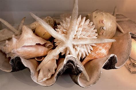 Ocean Shells Photograph By Ivete Basso Photography Pixels