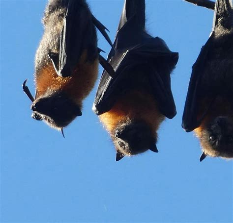 Photos Flying Foxes In The Clarence Valley Clarence Conversations