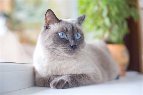 Blue Point Siamese Cat Info Traits Facts Pictures Excited Cats Vlr