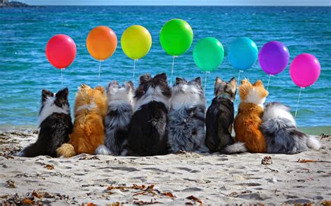 Download Wallpapers Birthday Concepts Dogs Border Collie Dogs With