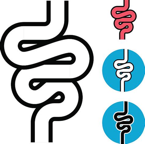 Royalty Free Human Intestine Clip Art Vector Images And Illustrations
