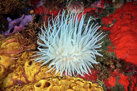 Sea Anemone Photograph By Alexander Semenovscience Photo Library