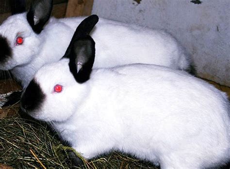 Fortwährend wird in den zellen gespeichertes fett abgebaut und neues eingelagert. Wann man Kaninchen von einem Kaninchen ableitet - Rat an ...
