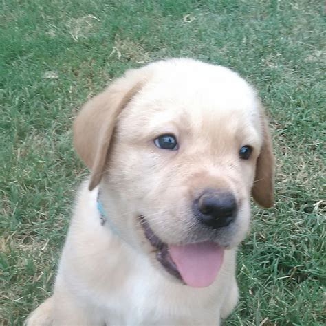 Click here to view details about our upcoming litters. Fox Red Labs 4 U | Labrador Retriever Breeder | Norco ...