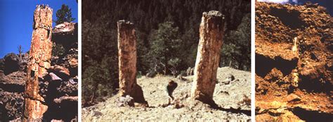 The Yellowstone Petrified Forests