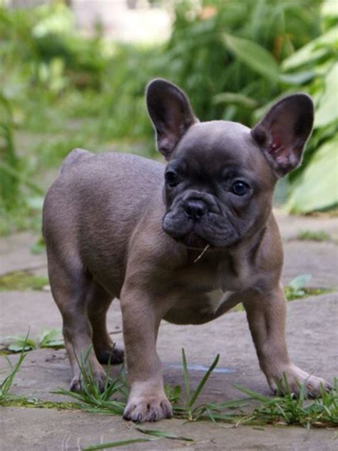Blue Fawn French Bulldog Price | Top Dog Information