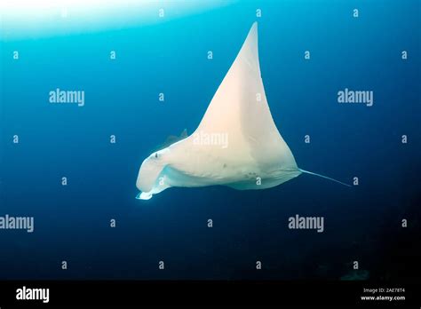 Large Oceanic Manta Ray Mobula Birostris Swimming In A Blue Tropical