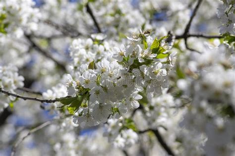 Prunus Avium Wild Sweet Cherry In Bloom Beautiful White Flowering Tree