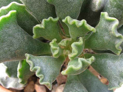 Adromischus Cristatus Crinkle Leaf Plant World Of Succulents