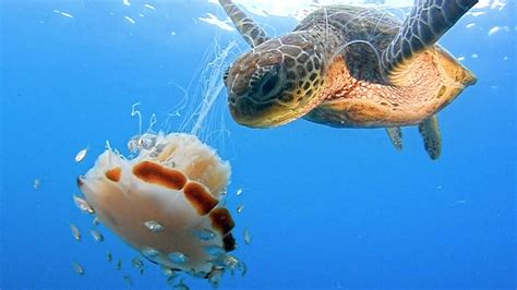 Amazing Moment A Hungry Marine Turtle Eats A Jellyfish